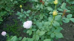 Японская роза Сесиль де Воланж Cecil de Volanges