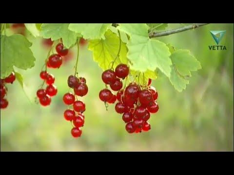 Дачные истории: В гостях у семьи Нигматулиных