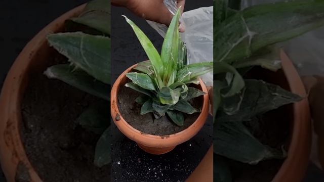 Growing Pineapple Plants In Containers at Home смотреть онлайн