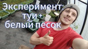 Посадка черенков туи в белый песок