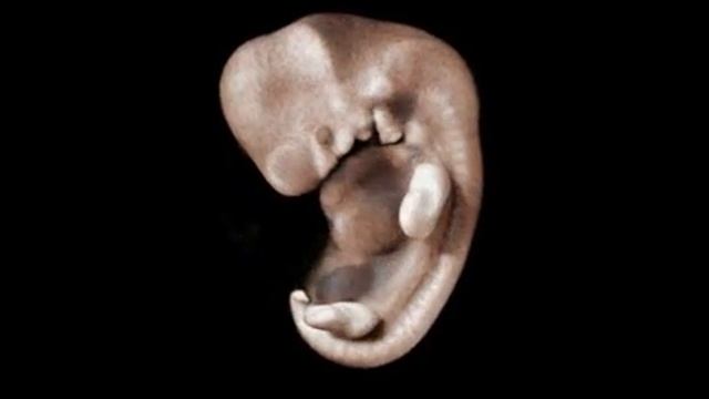 Medical animation. The development of the child in the mother's abdomen смотреть онлайн