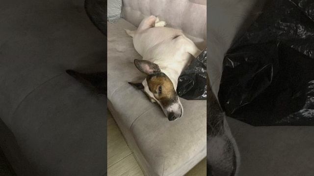 Фокстерьер отдыхает #shorts#охота смотреть онлайн