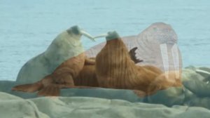 Животные Арктики и Антарктиды