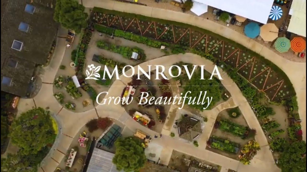 Monrovia Plants | Roger's Garden смотреть онлайн