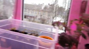 Моя рассада 21. 03. 24. Обрезка переросших томатов.