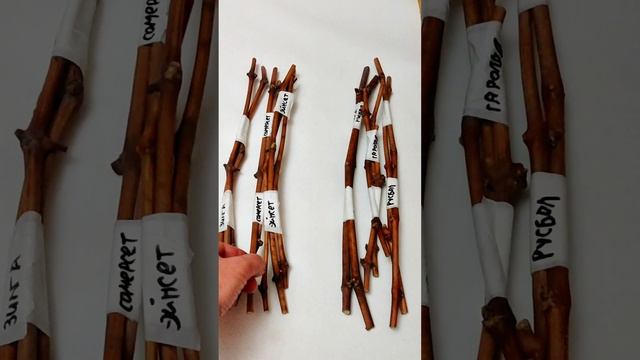 ⚡СВЕРХ РАННИЕ И МОРОЗОСТОЙКИЕ СЛАДКИЕ СОРТА 🍇 ВИНОГРАДА: ОТПРАВЛЯЮ ЧЕРЕНКИ ПО ПОЧТЕ смотреть онлайн