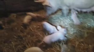 Первый опорос,и рекорд!!!!!!