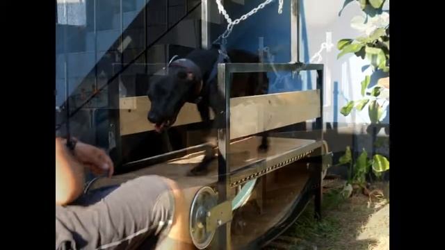 Corredoras para perros de raza mediana смотреть онлайн