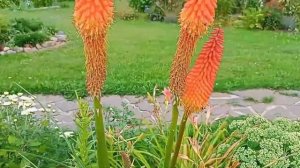 Вертикали в саду часть 1 Цветы-свечи (обзор)