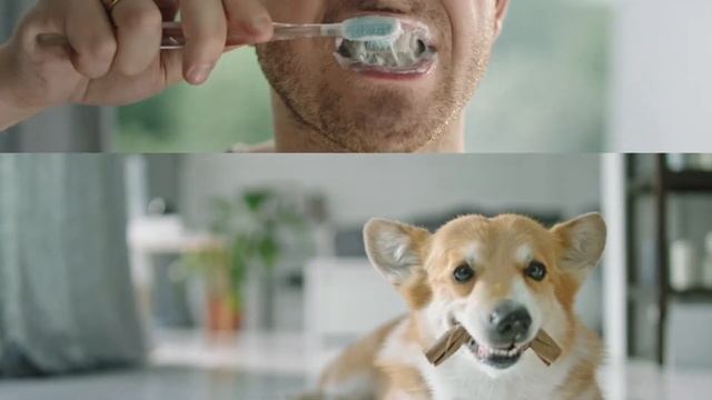 Pro Plan® Dental ProBar – науковий підхід до чищення зубів смотреть онлайн