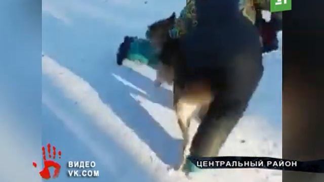 То ли кусал, то ли игрался Полиция разбирается в обстоятельствах произошедшего между волком и ребе смотреть онлайн