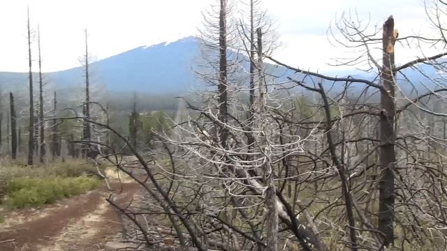 Secondary Succession, Forest Fire. Вторичная сукцессия; лесной пожар (203sp) смотреть онлайн
