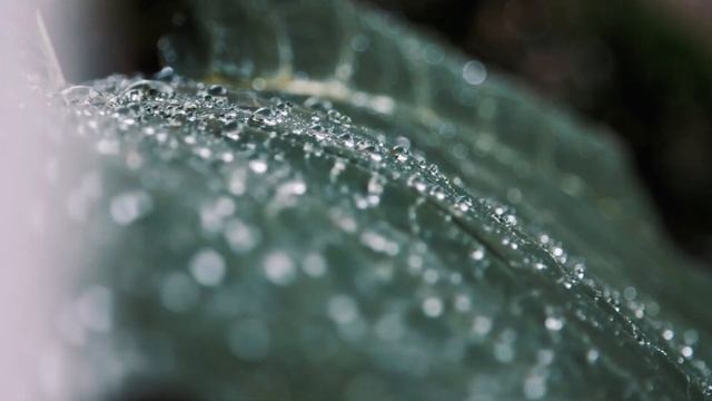 Why does RAIN smell? Petrichor explained! смотреть онлайн