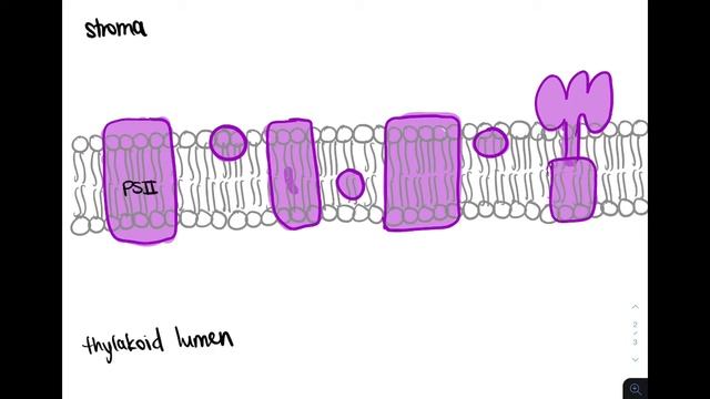 PHOTOSYNTHESIS- LIGHT DEPENDENT REACTIONS смотреть онлайн