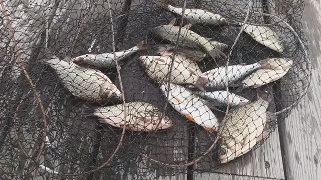 ЛОВЛЯ КАРАСЯ НА ПОПЛАВОК. ДЕДУШКА ОПЯТЬ ТАЩИТ ЛАПТЯ. ИДУ СМОТРЕТЬ НАСАДКУ смотреть онлайн