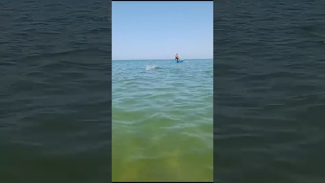 Дельфин на пляже в Анапе люди в шоке #дельфин #море #Анапа #анападельфиен#дельфиннаморе смотреть онлайн