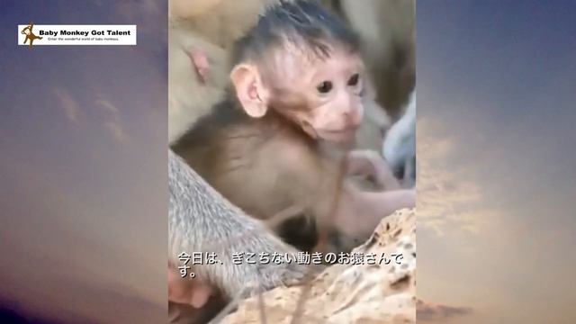 赤ちゃん猿、がんばって歩く / Awkward baby monkey begins to move. / monpai monyet baby monkey サル 猿 смотреть онлайн