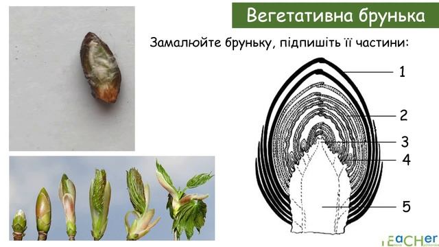 Дослідження будови бруньок різних рослин смотреть онлайн