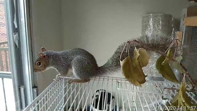 Звуки белки, Les sons d'écureuil. Sound of the Squirrel смотреть онлайн
