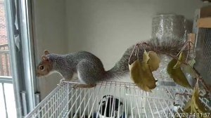 Звуки белки, Les sons d'écureuil. Sound of the Squirrel