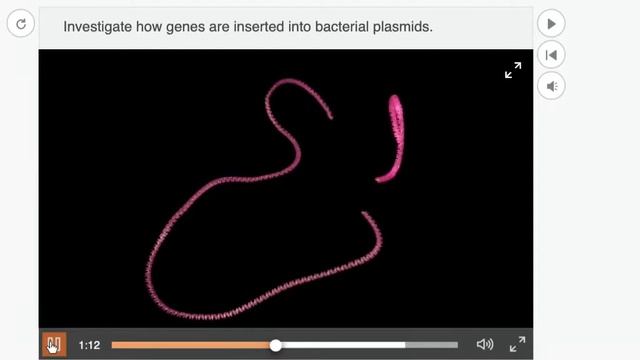 HOW GENES ARE INSERTED INTO BACTERIAL PLASMIDS смотреть онлайн