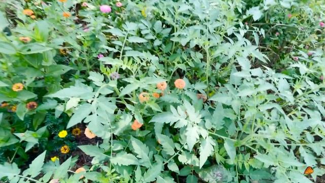 Weekly Garden Tour (this is what no one else will show you) | WEEK 14, 2021 смотреть онлайн