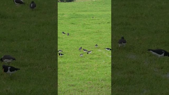 What is the black bird in#newzealand with a long orange beak?#South Island oystercatcher #shortvide смотреть онлайн