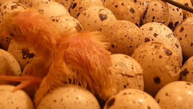 Вылупление птенцов перепелов / Hatched quail chicks / смотреть онлайн