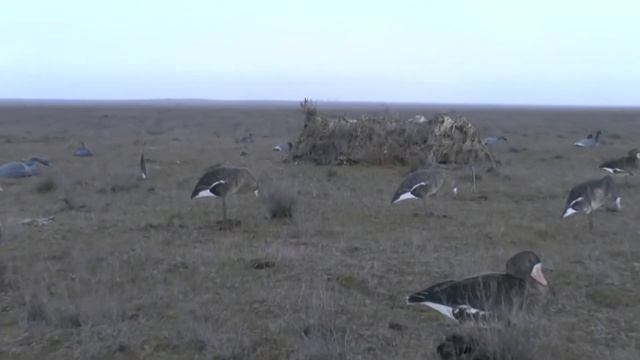 В поисках гусиных стай смотреть онлайн