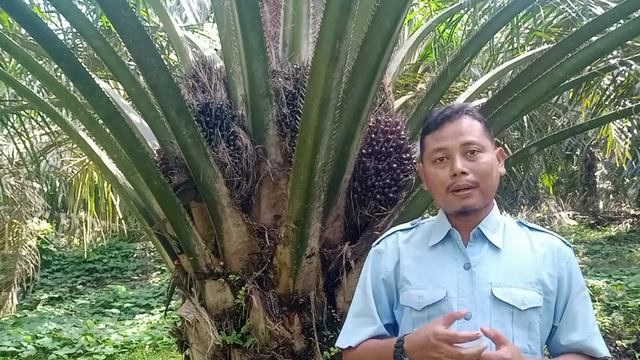 4 Manfaat pupuk borate untuk kelapa sawit dan dosis rekomendasi смотреть онлайн