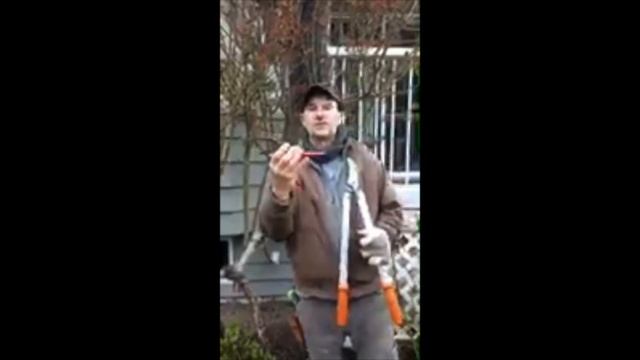 Spring Pruning our Royal City Tree Rose смотреть онлайн