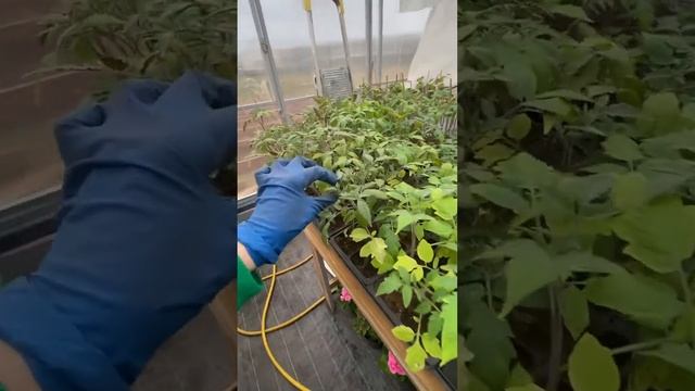 Дефицит ФОСФОРА У ТОМАТОВ #рассадатоматов#рассадаперцев# смотреть онлайн