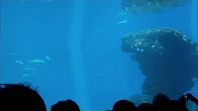 Das Palma Aquarium in Mallorca смотреть онлайн