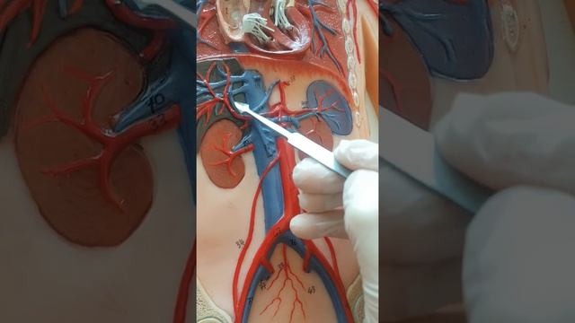 Vena Portae Anatomisi смотреть онлайн