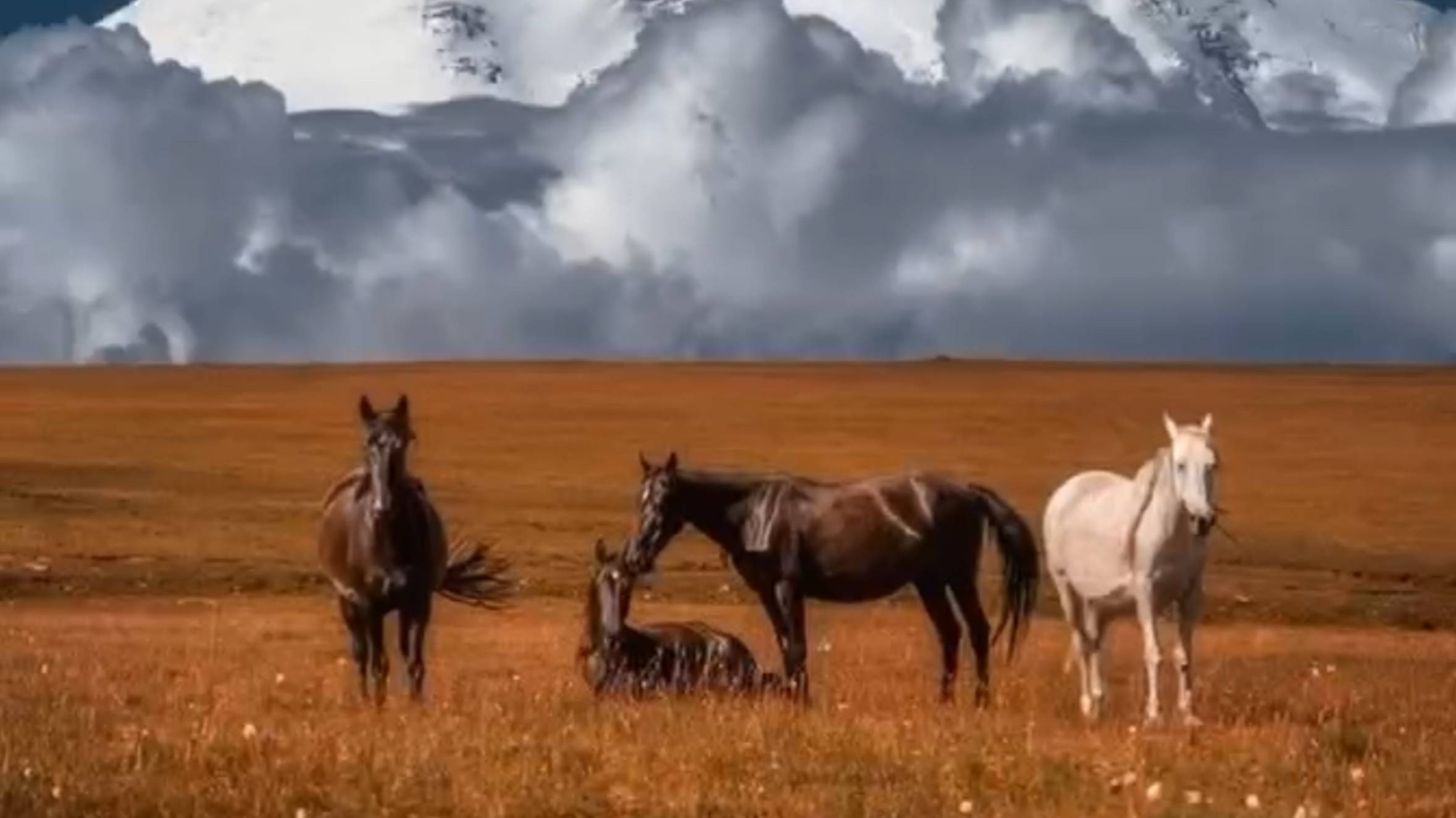 Лошади - особенные и удивительные животные