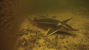 Круть Форель и осетр в своем пруду Подледная съемка.Все ОК