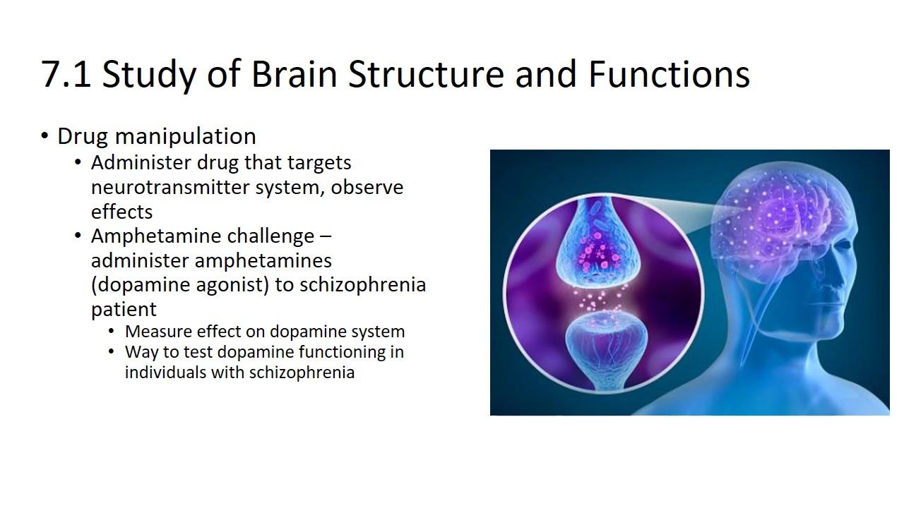 7. Psychophysiology Methods and Development of the Nervous System смотреть онлайн