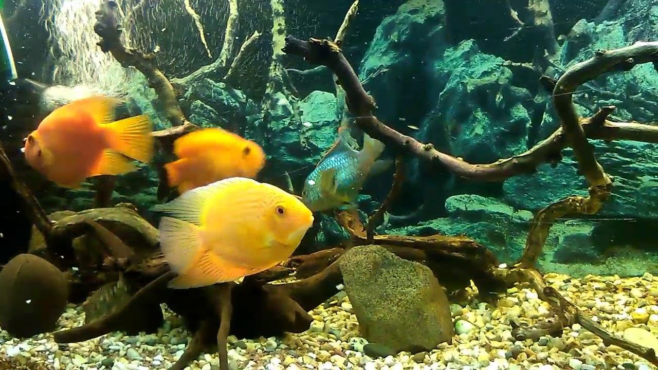 Кормления морским коктейлем цихлид смотреть онлайн