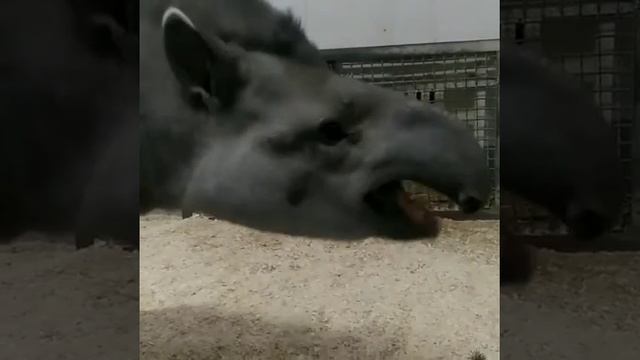 Знакомьтесь, это наш безумно симпатичный тапирчик по кличке Киви смотреть онлайн