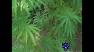 Во Радовиш откриен насад со „канабис сатива“