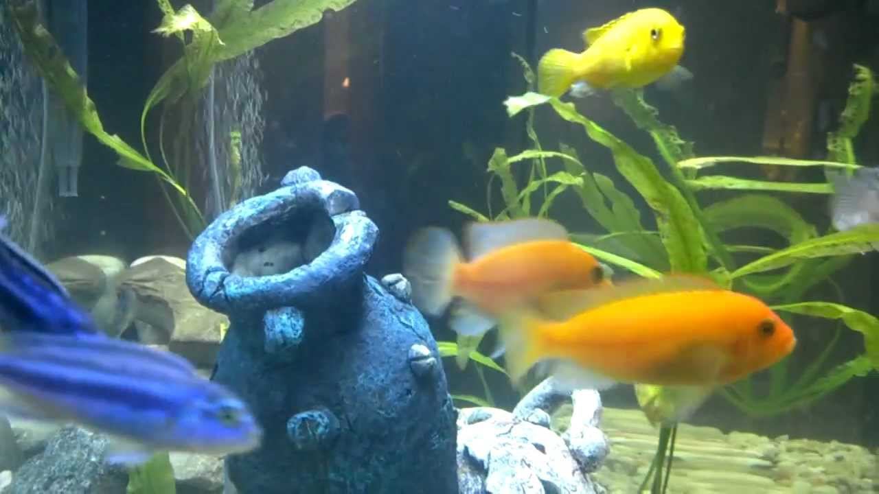 African Cichlids 1080p HD смотреть онлайн