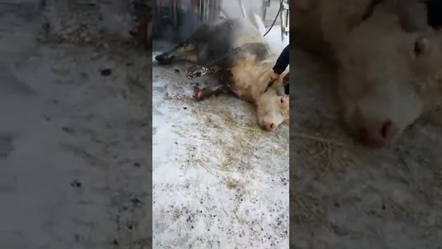 Атырау өгізі смотреть онлайн