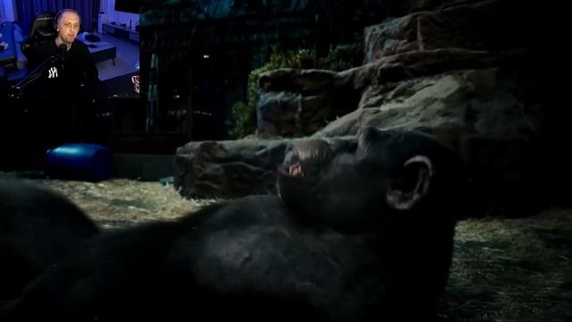 КАК ЗУБАРЕВ СМОТРЕЛ ВОССТАНИЕ ПЛАНЕТЫ ОБЕЗЬЯН смотреть онлайн