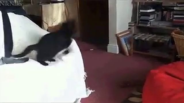 Кот прыгун смотреть онлайн