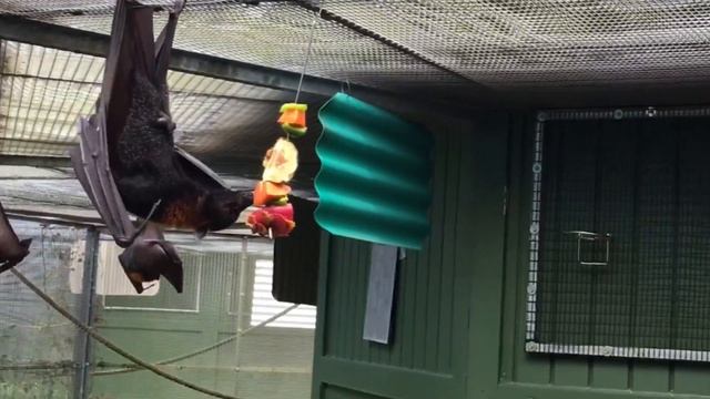 Bats смотреть онлайн