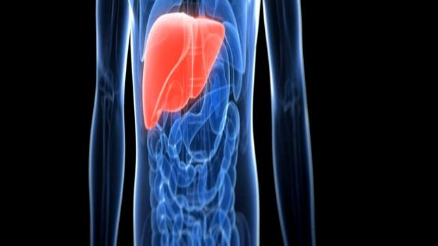 How liver works in our body -in hindi || लीवर के कार्य смотреть онлайн