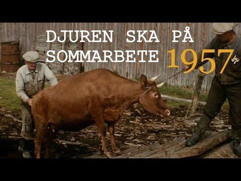 Djuren ska på sommarbete - Finland 1957. смотреть онлайн