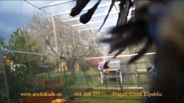 94 - První prolet arů v nové voliéře смотреть онлайн