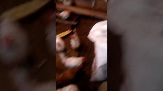 Собака потрепала курицу на прогулке. 13. смотреть онлайн