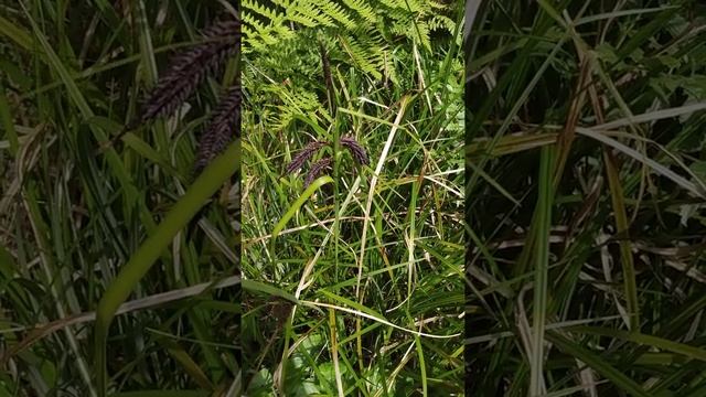 Sedge and Sawgrass. The Abenaki Indigenous Language Translated. Alsôwaik🌾#abenaki #wabanaki #wetlan смотреть онлайн